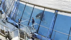 Une orque du parc Marineland d'Antibes, quelques jours avant sa fermeture en janvier 2025.