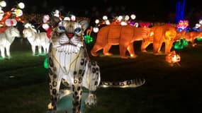 Un safari en lumière est proposé depuis cette semaine au zoo de Thoiry.