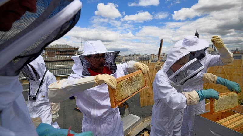 La récolte du miel devient un moment de teambuidling. 