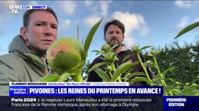 Drôme: Les pivoines ont éclos avec quinze jours d'avance cette année