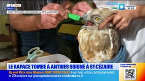 Antibes: le rapace tombé sur la terrasse d'un café soigné à Saint-Cézaire