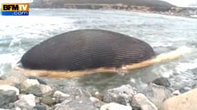 La carcasse de la baleine bleue prise par les glaces échouée sur les côtes du Saint-Laurent, à l'ouest de Terre-Neuve, va être récupérée dans un but scientifique.