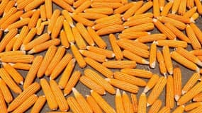Le ministère de l'Agriculture a interdit samedi par arrêté la commercialisation, l'utilisation et la culture du maïs génétiquement modifié MON 810.