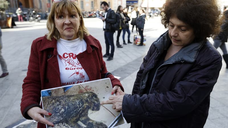 Le chat Griffin avait dû être euthanasié par un vétérinaire après deux heures de souffrance 