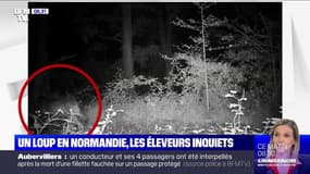 La présence confirmée d'un loup en Normandie inquiète les éleveurs