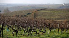 Des gelées ont détruit la moitié des récoltes en Indre-et-Loire (illustration).