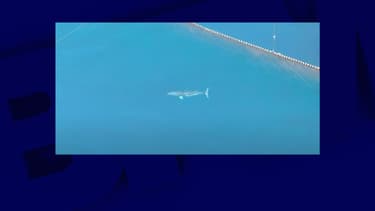 Images de la baleine prise dans les filets à proximité du port de Taiji, au Japon, le 29 décembre 2020
