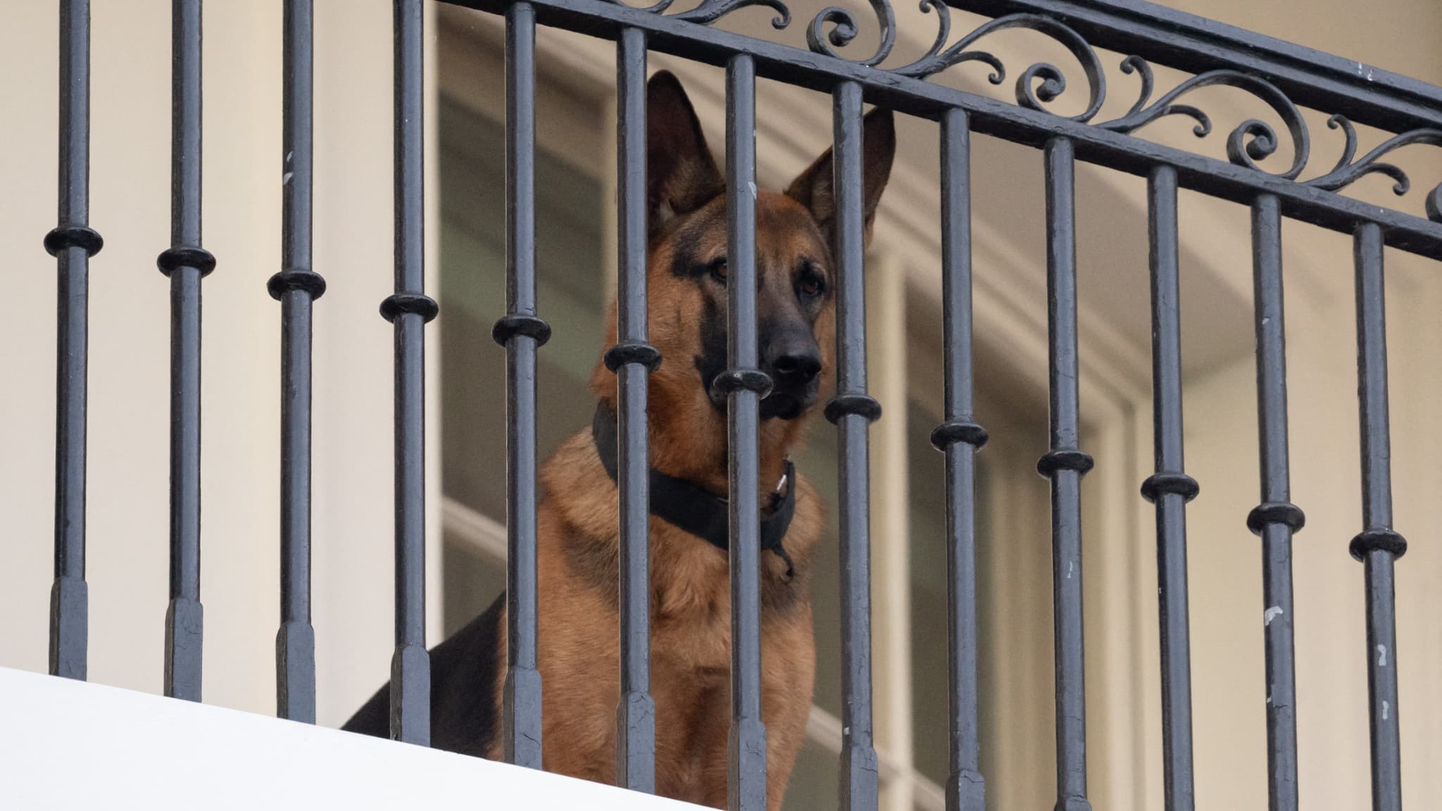 Le chien Commander à la Maison-Blanche le 30 septembre 2023 Le chien Commander à la Maison-Blanche le 30 septembre 2023