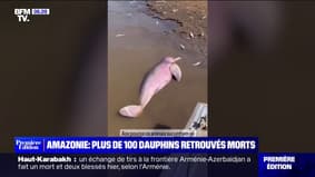 Une centaine de dauphins retrouvés morts dans le fleuve Amazone, la température trop élevée de l'eau mise en cause