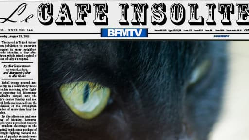 Un Italien a été arrêté pour avoir faire rôtir des chats qu'il a servis à ses invités