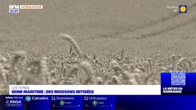 Normandie: les agriculteurs peinent à moissonner