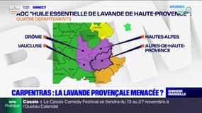 Lavande provençale: "9000 emplois directs" concernés par le projet de réglementation européenne, selon le député LR du Vaucluse Julien Aubert 