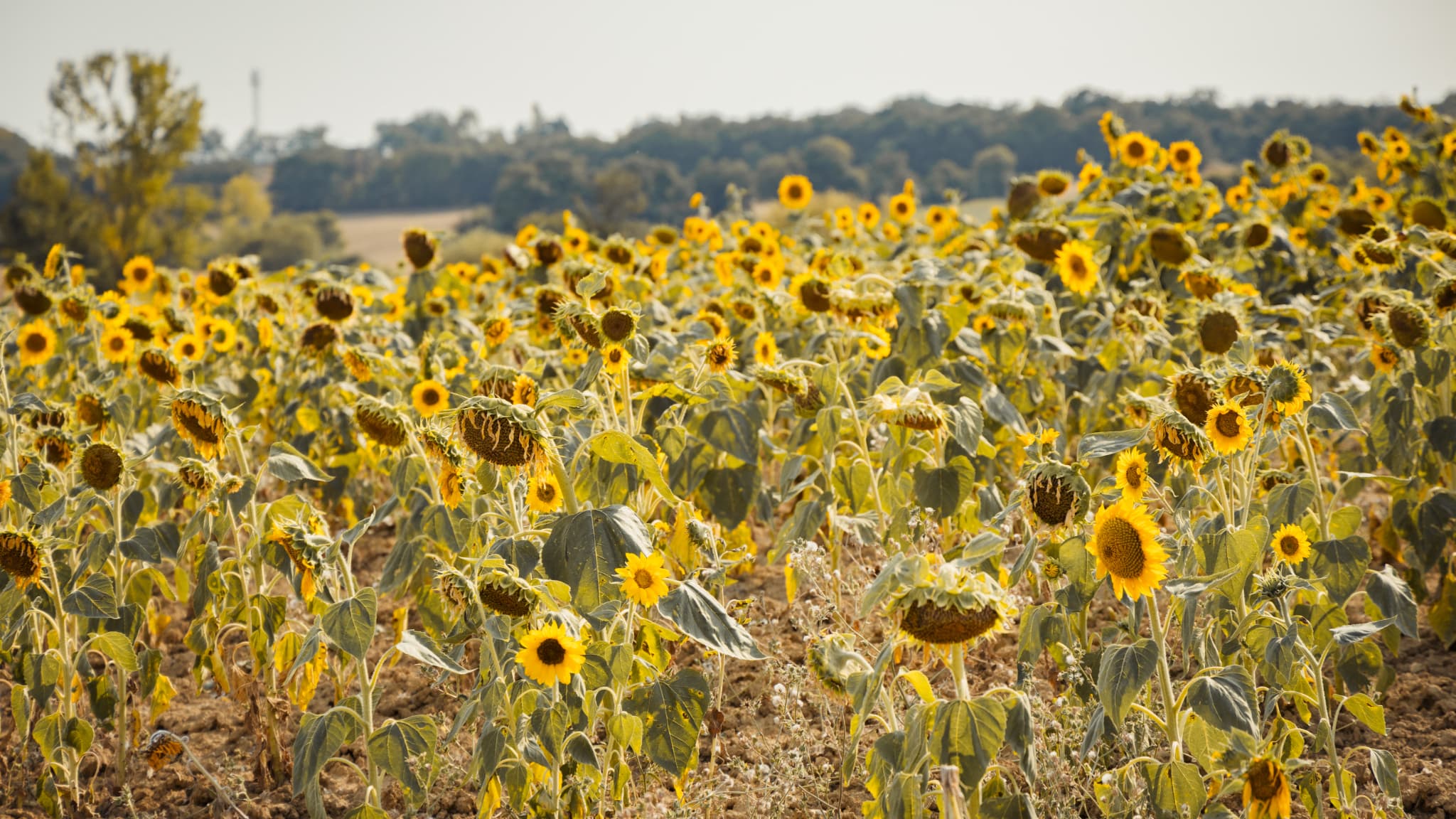 "UNE CENTAINE DE VOLAILLES MORTES, EN UN SEUL WEEK-END": LES AGRICULTEURS FRANÇAIS S'INQUIÈTENT DES VAGUES DE CHALEUR À RÉPÉTITION