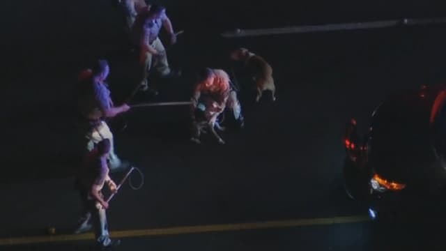 La police de Los Angeles essayant d'attraper les chiens sur l'autoroute