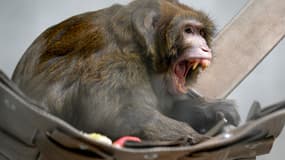 Un macaque rhésus, sauvé d'un laboratoire de recherches avec 10 congénères, le 13 mars 2019 à Nogent-le-Phaye. (Photo d'illustration)