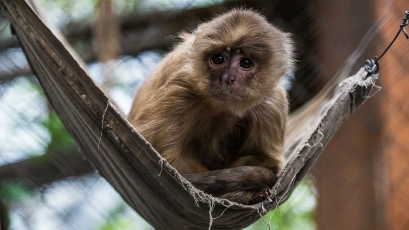 Le capucin a été remis au zoo d'Amnéville (Moselle) après avoir été capturé. Photo d'illustration