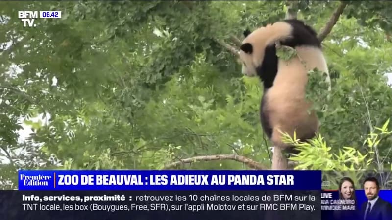 Yuan Meng, le premier panda né en France, va quitter le Zoo de Beauval pour la Chine ce mardi
