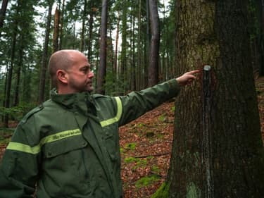 Un agent de l'ONF désigne une plaque numérotée sur un sapin destiné au tirage au sort du "bois bourgeois" près de Dabo (Moselle), le 3 février 2021