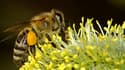 Louer une ruche pour l'installer plusieurs semaines à proximité d'un champ de céréales ou d'un verger en fleurs rapporte seulement entre 25 et 90 euros en moyenne.