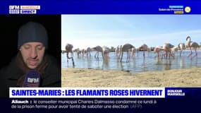 Saintes-Maries-de-la-Mer: les flamants roses en pleine parade nuptiale