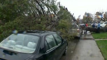La tempête a fait un mort, écrasé par un arbre. (Photo d'illustration)