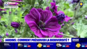 Les conseils pour préserver la biodiversité dans les jardins alsaciens