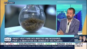 Ynsect: l'essor de l'alimentation par les insectes