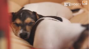 DOGTV est dédiée à la stimulation des chiens et à leur relaxation, comme sur cet extrait vidéo. 
