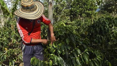 Selon le scénario d'un réchauffement modéré ou élevé (plus de 2 degrés Celsius), d'ici 2050, la production de graines serait réduite de 73 à 88% dans les zones les plus propices aujourd'hui à la culture du café,