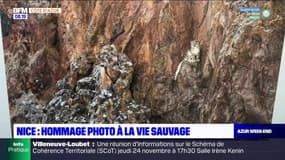 Azur & Riviera du 19 novembre : Hommage photo à la vie sauvage à Nice