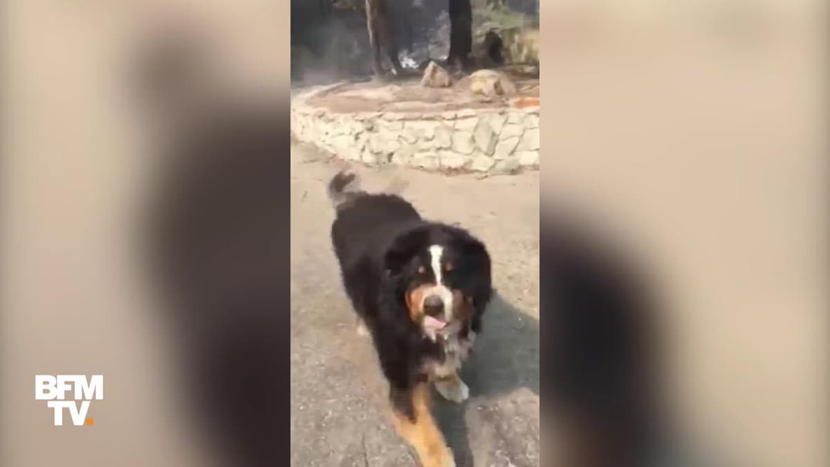 placeholder video