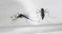 L'Aedes aegypti, plus connu sous le nom de moustique-tigre, est responsable de l'épidémie de Zika.