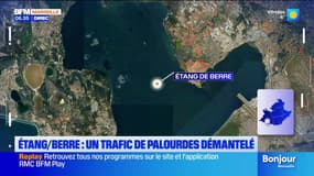 Etang de Berre: un trafic de palourdes démantelé