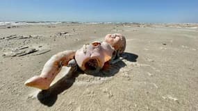 Des mystérieux poupées démembrées échouent sur des plages du Texas aux Etats-Unis depuis un an et demi.