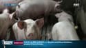 Peste porcine à la frontière de la Belgique: comment éviter une propagation à la France?