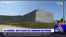 La Farlède: des plants de cannabis découverts dans le potager de la prison