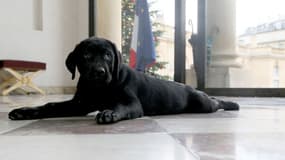 Le labrador Philae, un peu cabotin, pose à l'Elysée. 