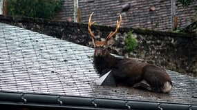 Après une opération de trois heures, le hu-cerf sur le toit était reparti comme il était venu, vers 11 heures.