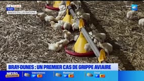Nord: un premier cas de grippe aviaire identifié sur une mouette rieuse