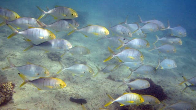 Photo sous-marine datée du 05 avril 2006 d'un banc de poissons sur la barrière de corail Australienne.