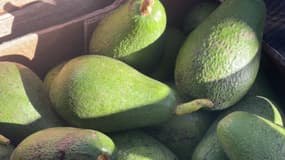 Des avocats pas encore mûrs dans une cagette (photo d'illustration).