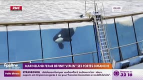 Antibes: Marineland ferme définitivement ses portes dimanche 