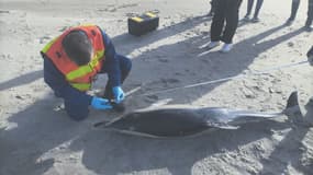 Un dauphin s'est échoué sur la plage de Saint-Etienne-au-Mont dans le Pas-de-Calais, le mercredi 2 novembre 2022. 