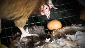 Une poule du Gaec du Perrat piétine en avril 2016 le cadavre d'une congénère. L'œuf tombé sur le grillage incliné est censé glisser vers une gouttière pour être collecté.