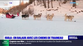 Isola 2000: en balade avec les chiens de traineau