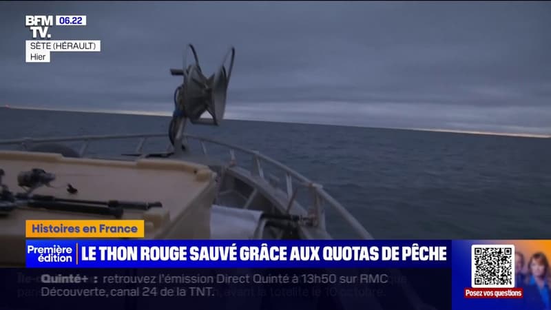 Comment les quotas de pêche mis en place il y a une quinzaine d'années ont sauvé le thon rouge