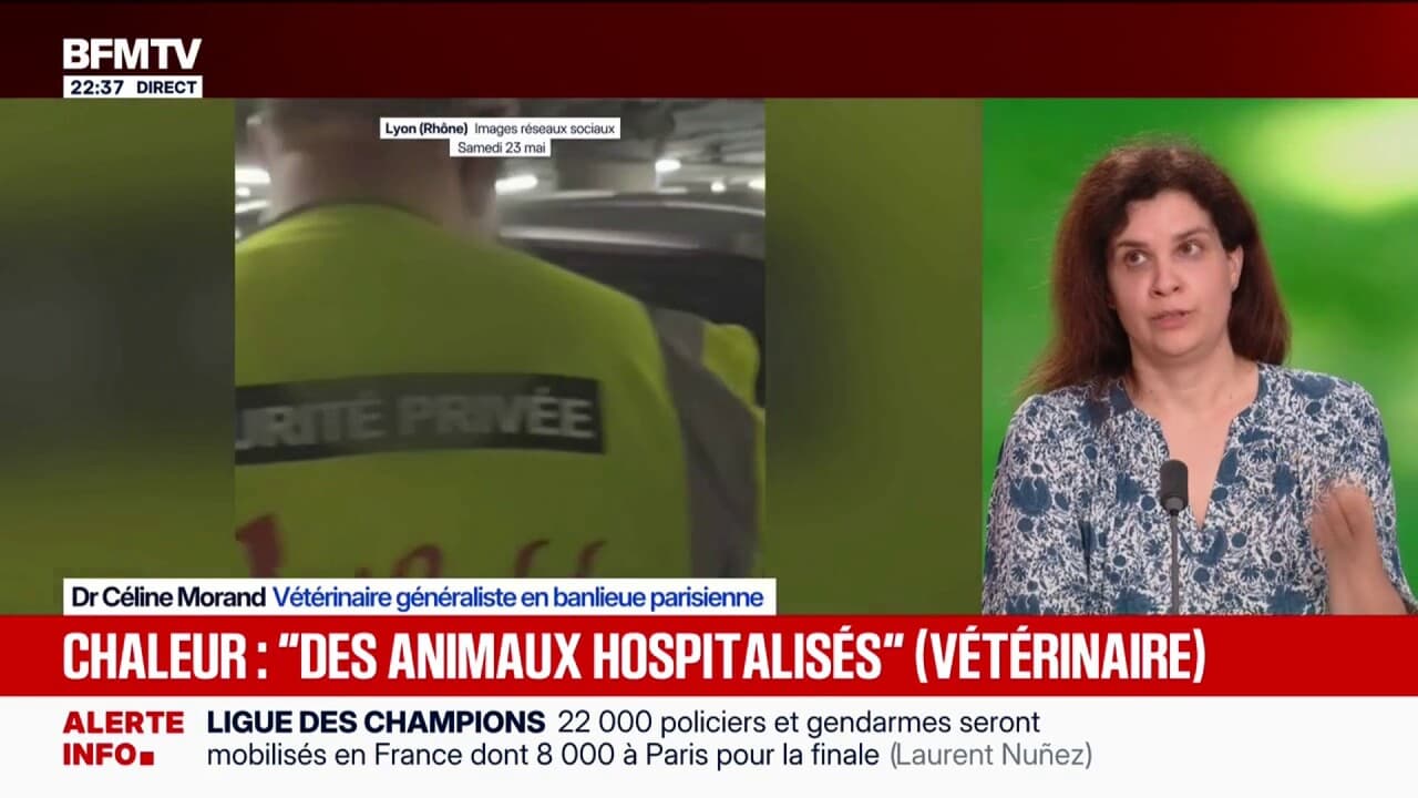Chaleurs élevées : Jamais laisser vos animaux dans la voiture, même à l'ombre