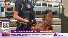 La SNCF évite les retards grâce à ses chiens renifleurs 