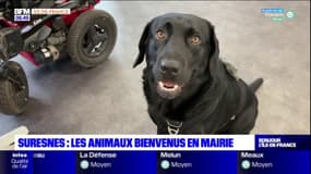 Suresnes: les animaux bienvenus en mairie