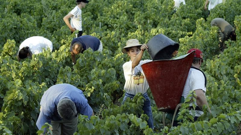Les vignerons du Beaujolais, où l'on ramasse encore le raisin à la main, attendent en septembre 40.000 saisonniers, dont 10.000 restent à trouver, pour des vendanges qui, crise oblige, attirent un public de plus en plus large et international. /Photo d'ar